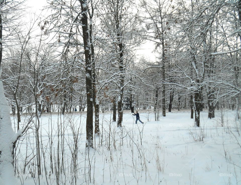 Winter, Snow, Cold, Wood, Frost