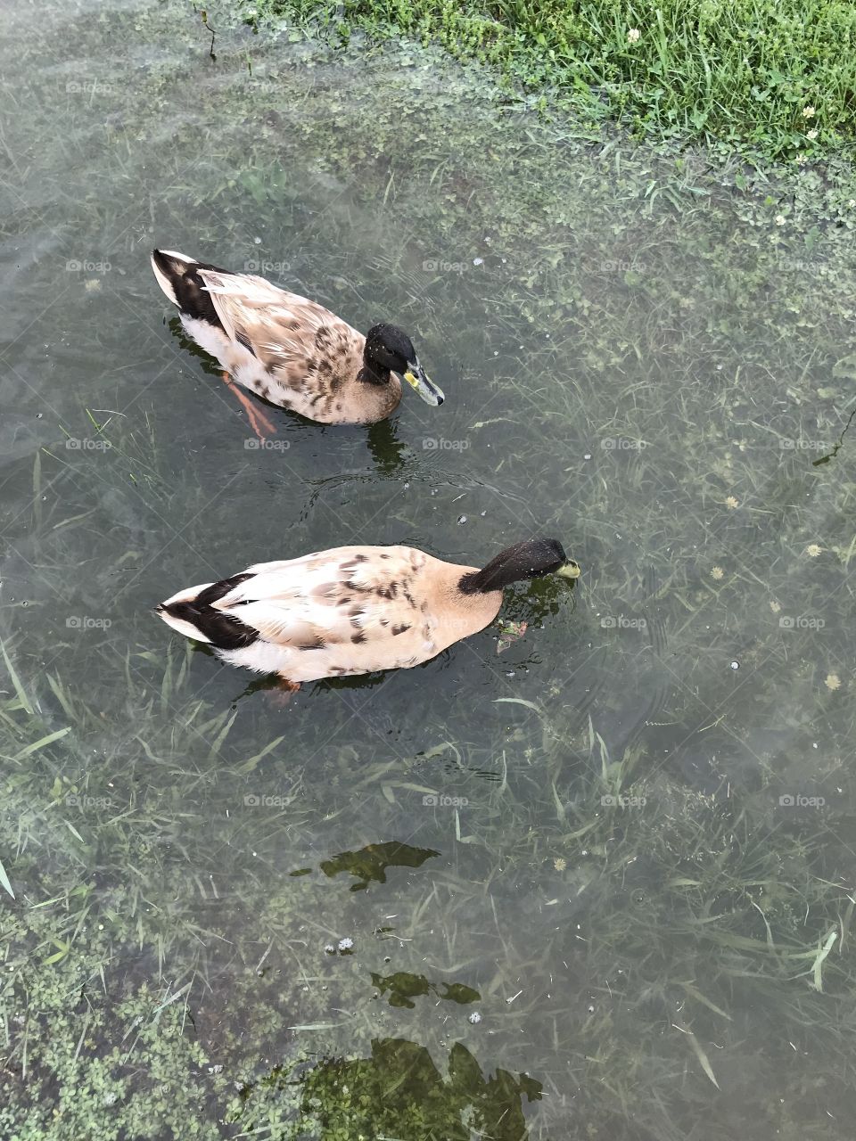 Ducks 