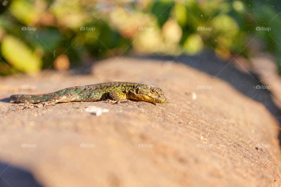 lizard in sun bath