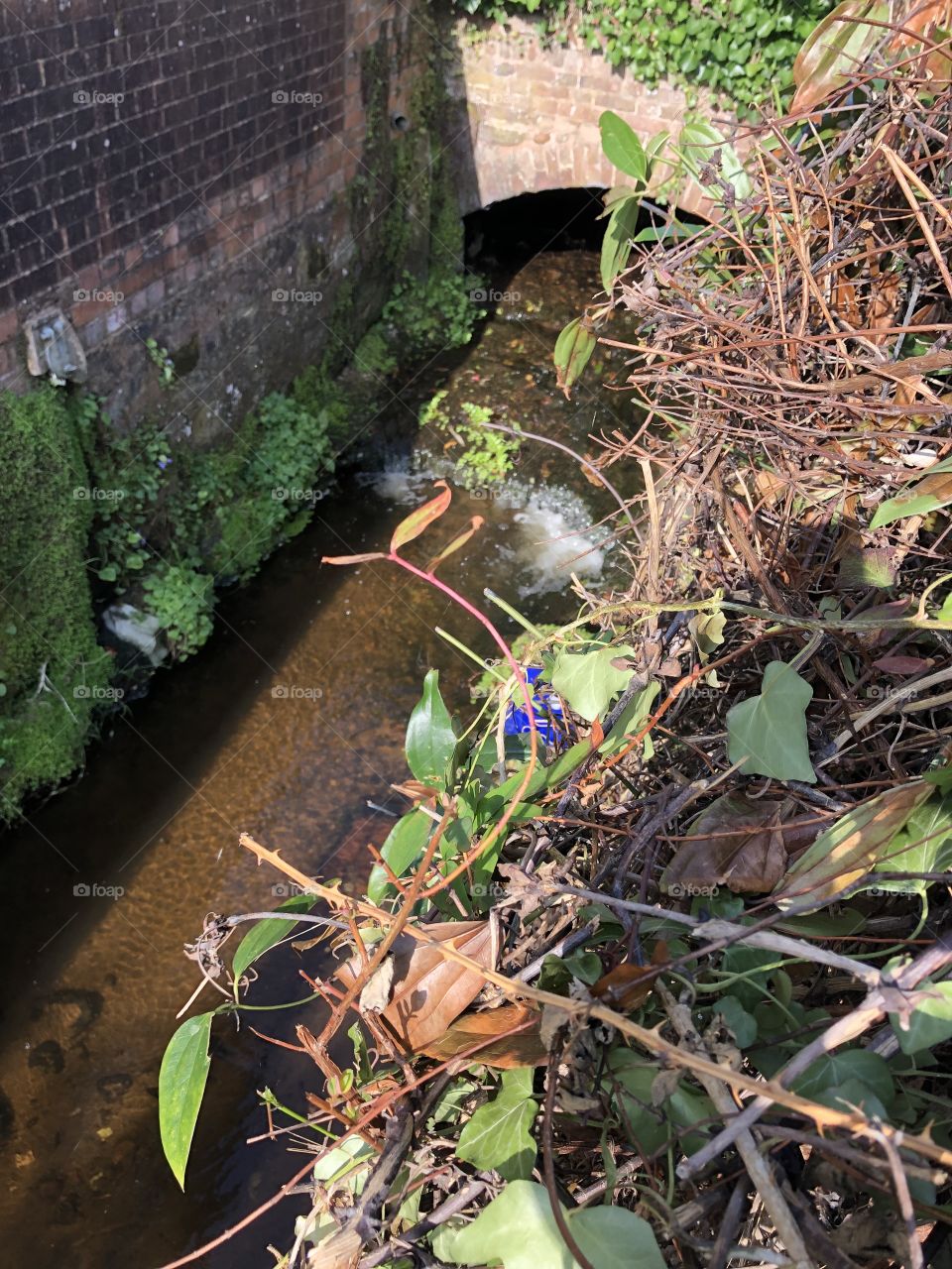 This photo depicts glorious nature very well, with natural sunlight shining in on a truly lovely little stream of beauty.
