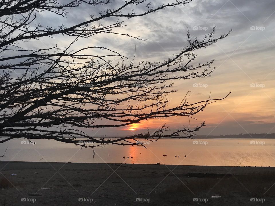 Beach sunset with tree branches