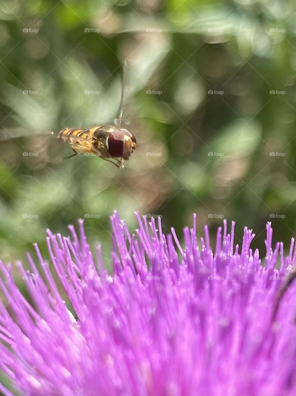 Hoverfly