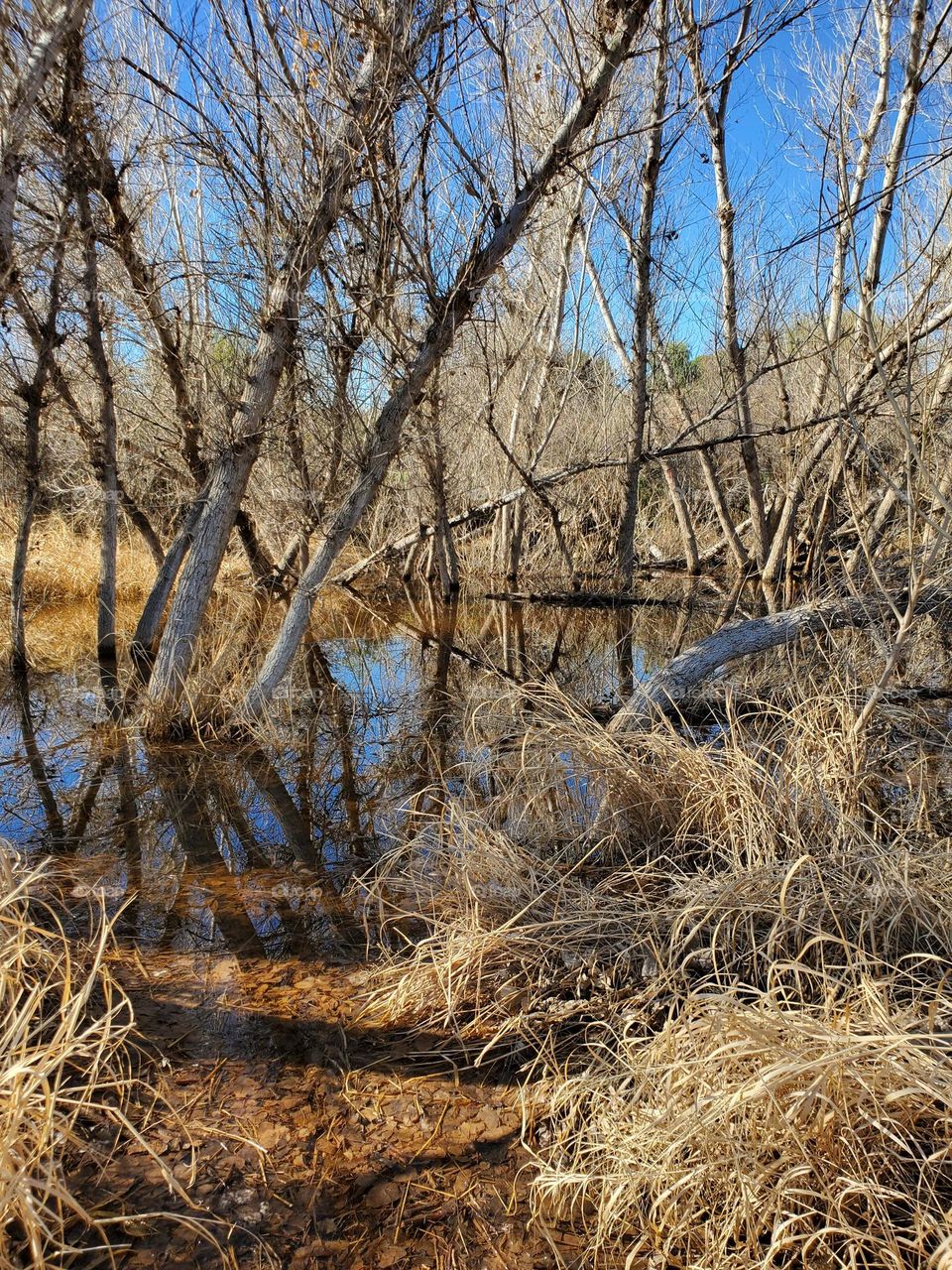 Leaning Trees in the Wetlands