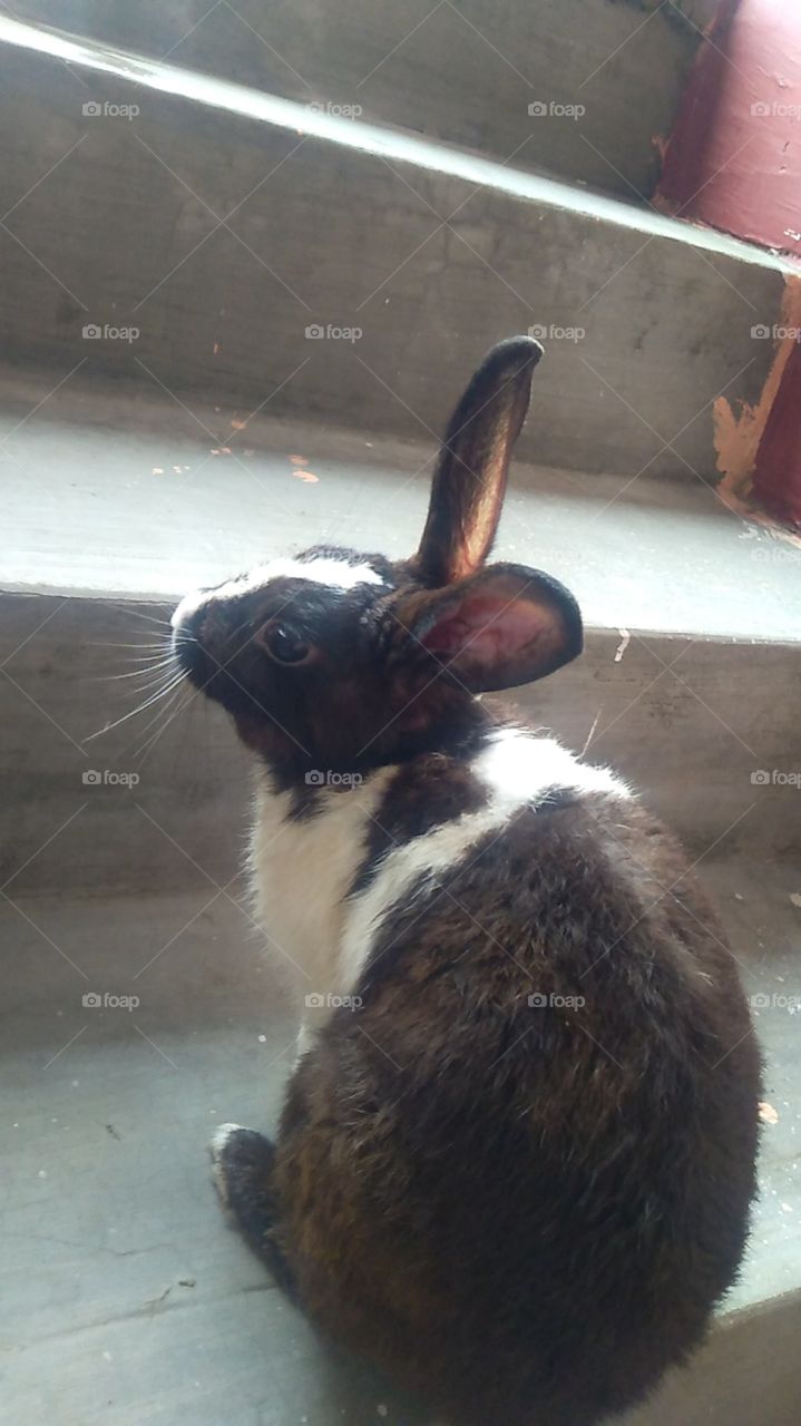 rabbit black and white india