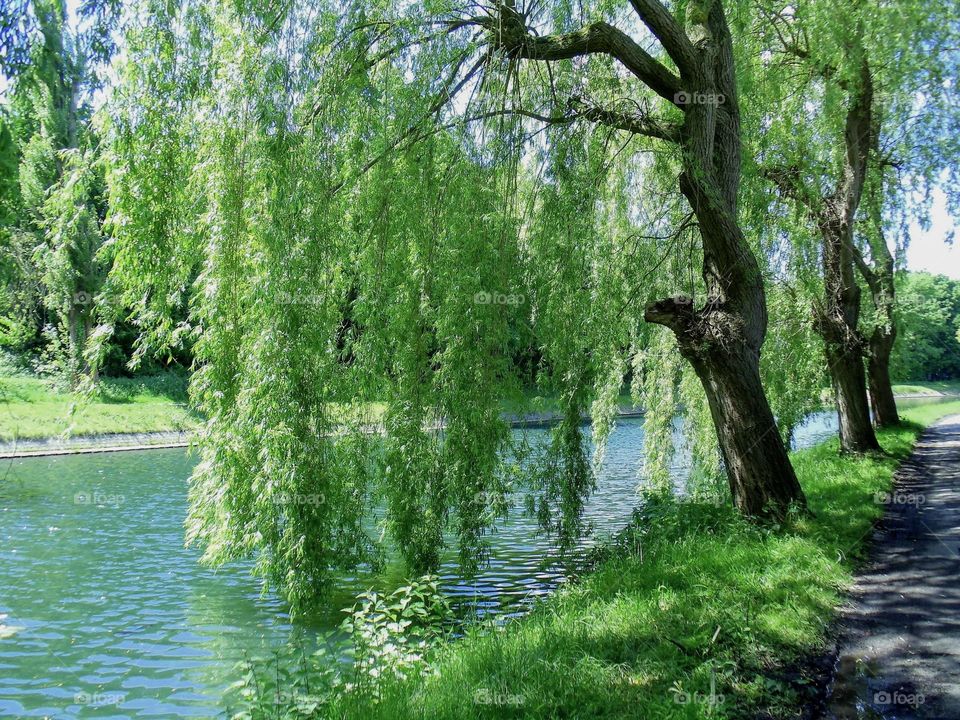 Willows weeping 