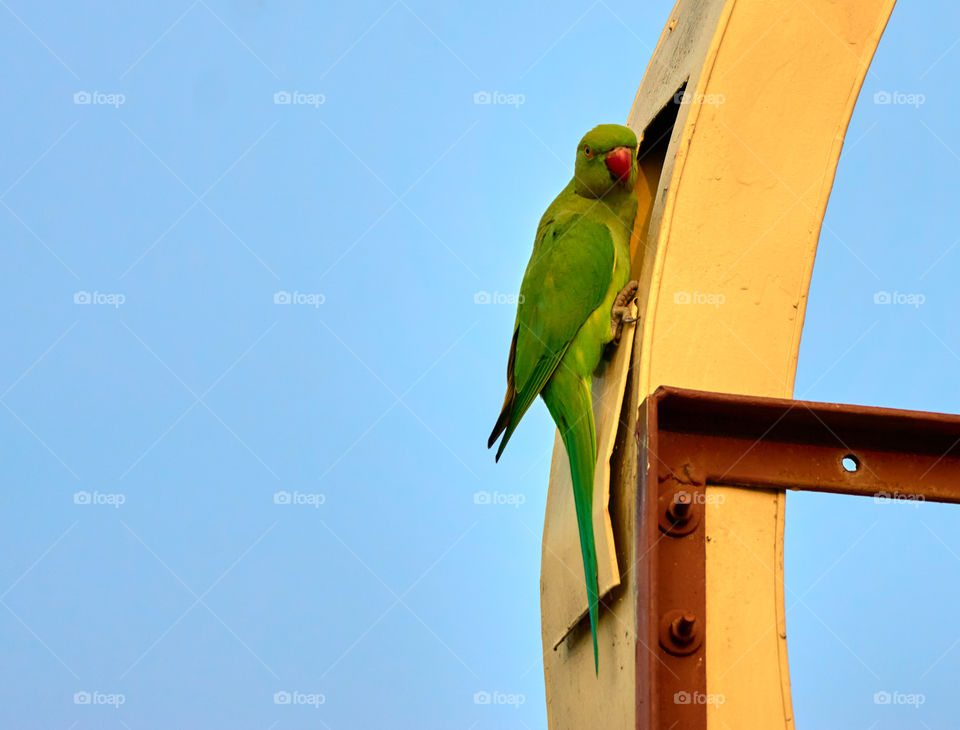 Bird photography - indian parrot