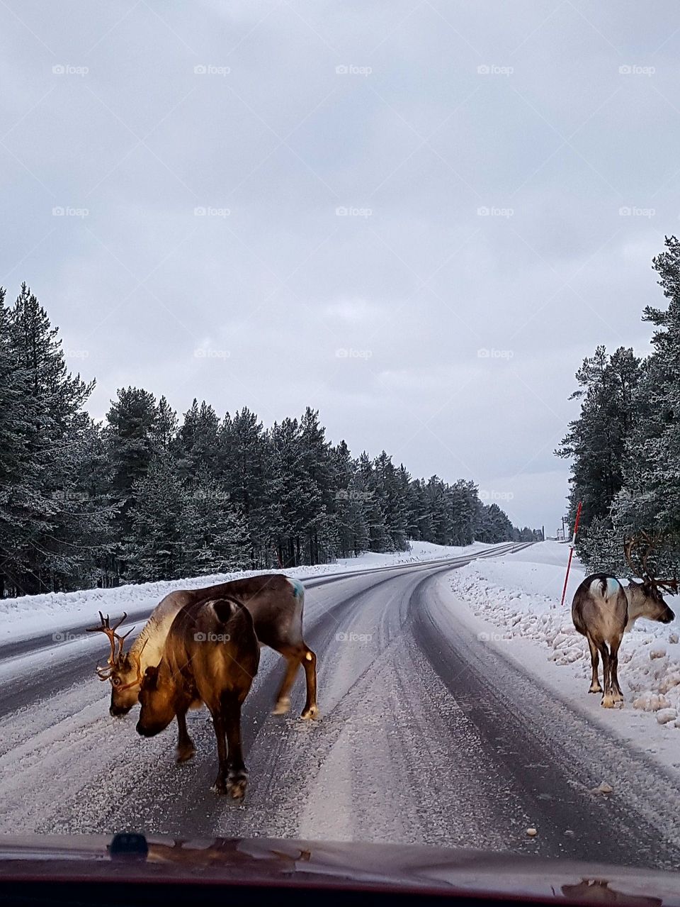 reindeer on the way