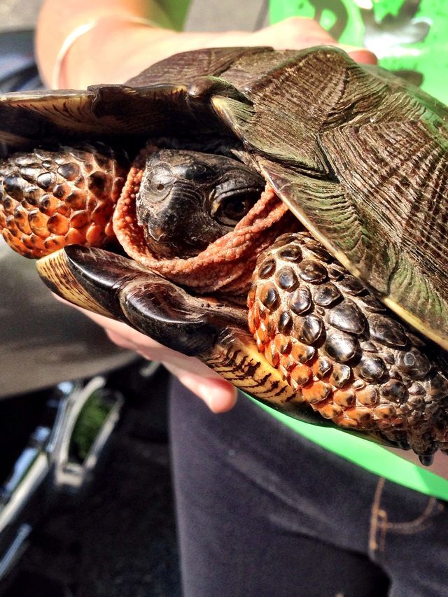 Turtle Turtle