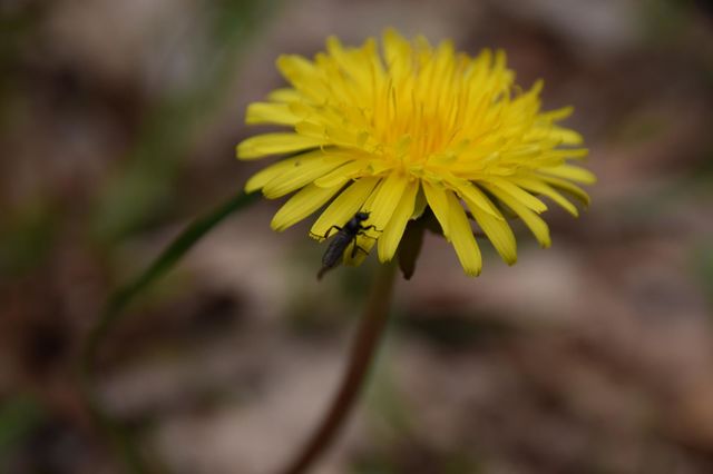 Butterblume mit Insekt