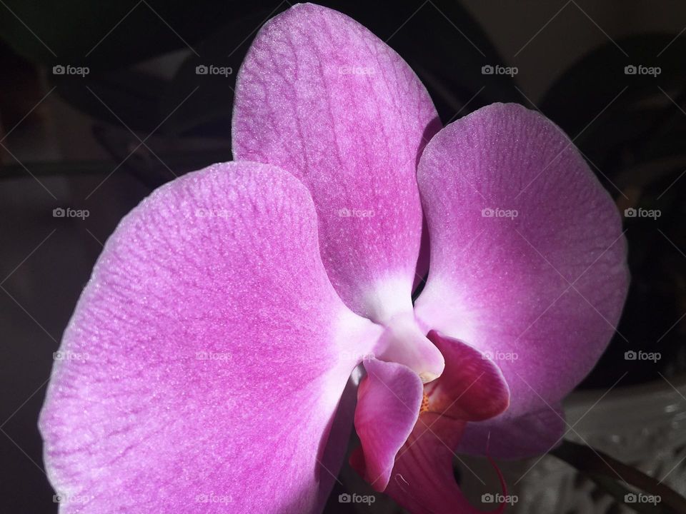 Pink orchid texture