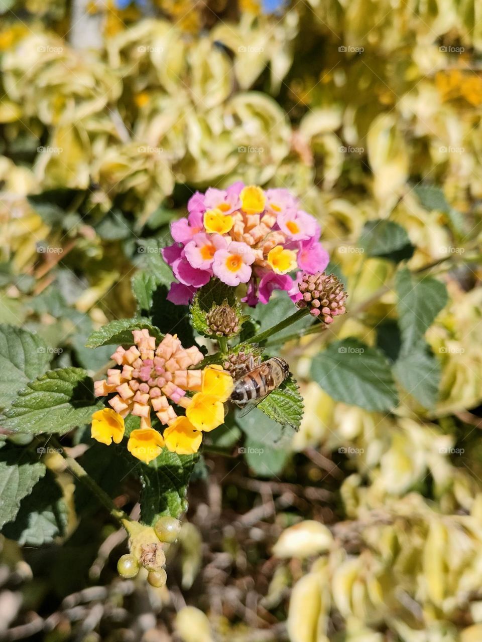 Bee and flowers friendship