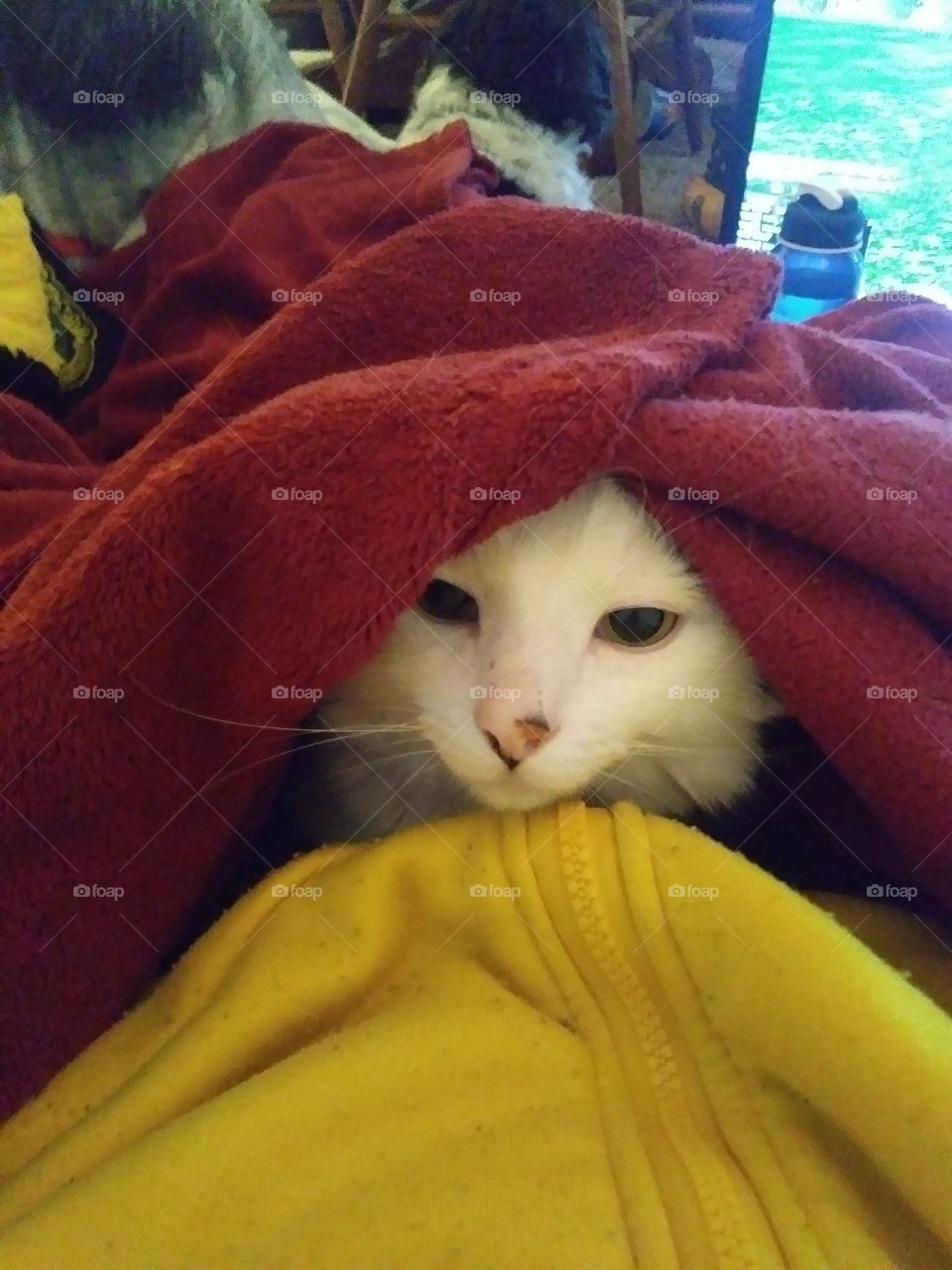 A white cat named Cloud nestled into a blanket