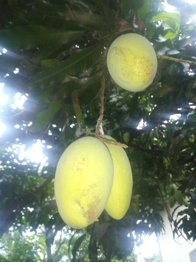 Mangos fruit