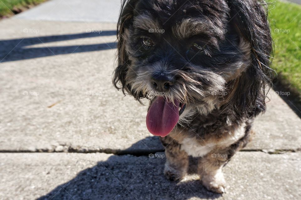 Close-up of dog