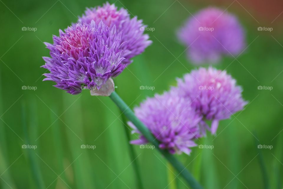 Purple flowers