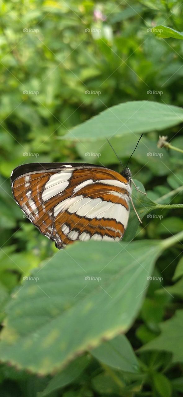 This type of butterfly has a dark brown wing base color with a row of spots that line up to form a ribbon.
