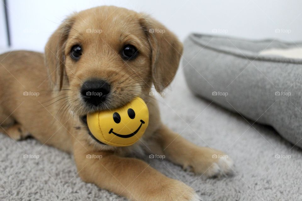 Happy puppy