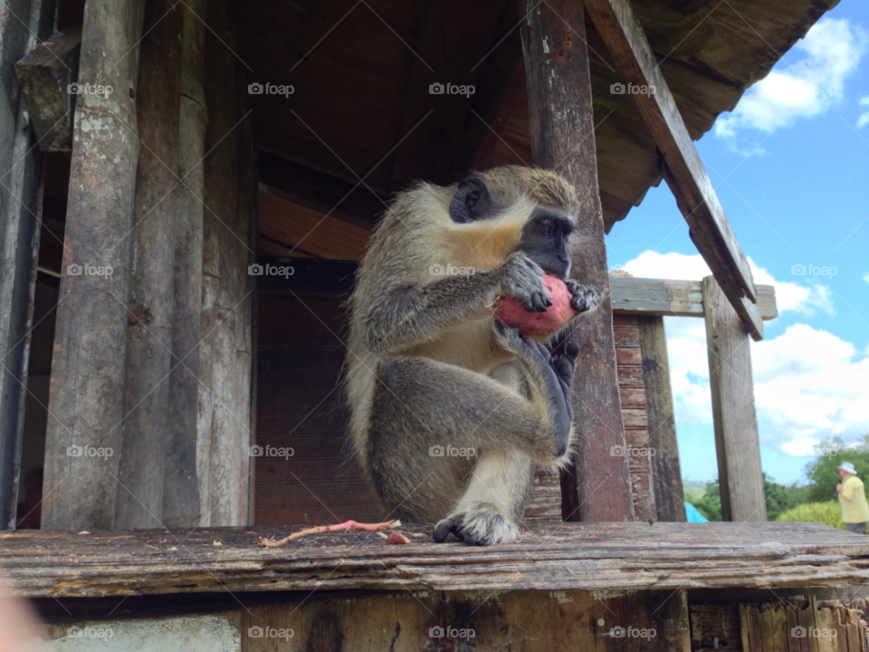 eating wild island monkey by BohemianBen