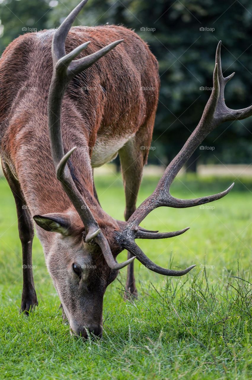 Beautiful brown colour deer