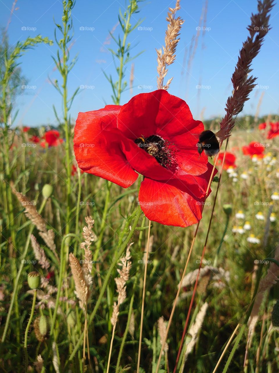 poppy's and bees