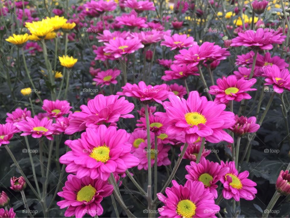 chrysanthemum flower