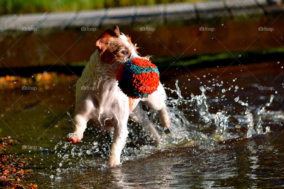 Running dog