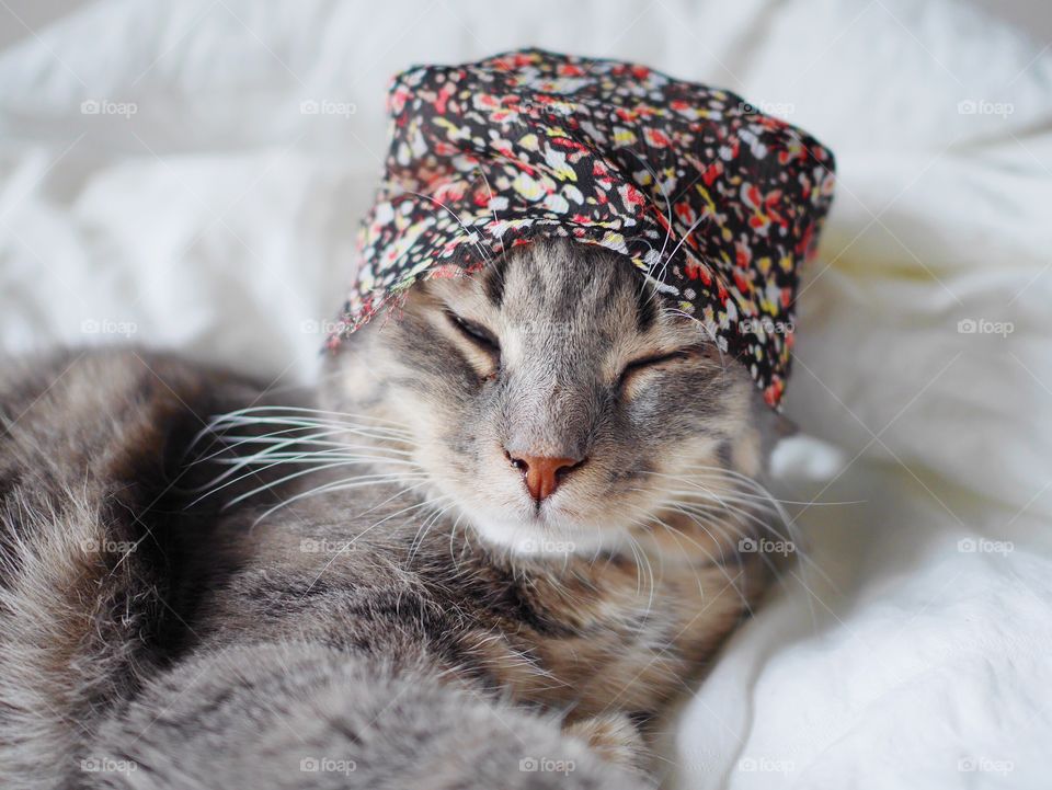 Sleepy cat with hat