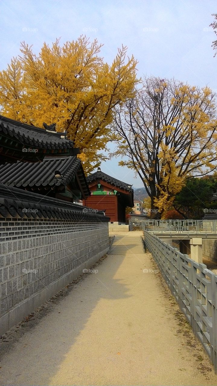 trees with yellow leaves in the city park