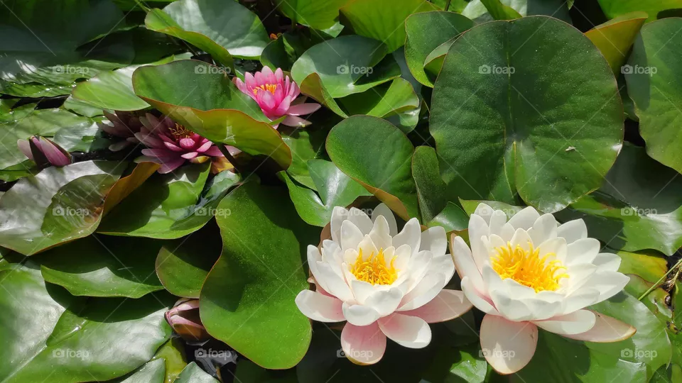 Nymphaea candida