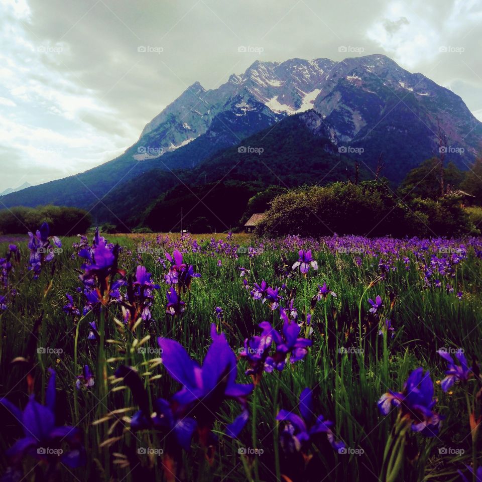 violet Flowers in front of a mountain