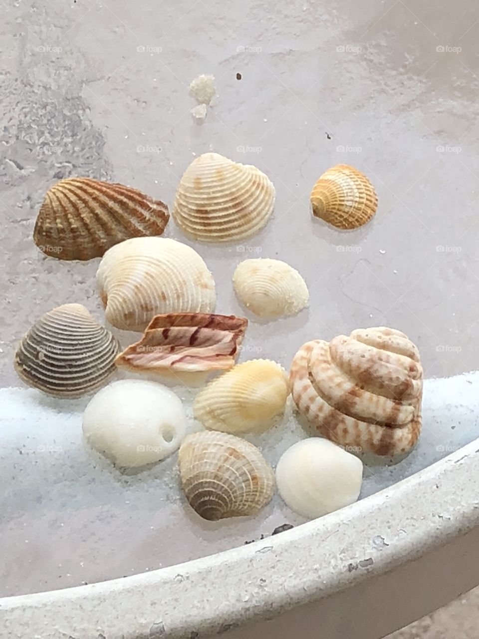 Shells on table