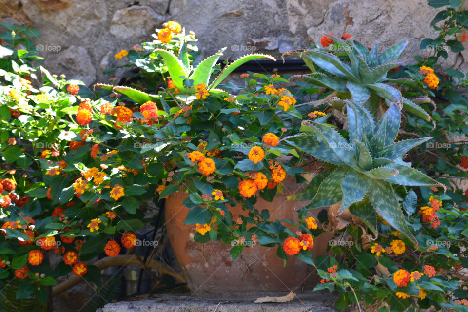 flowers garden orange beautiful by christina_p