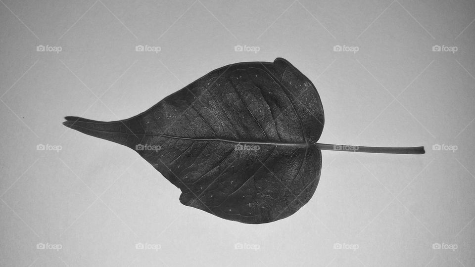 Bo leaf in black and white