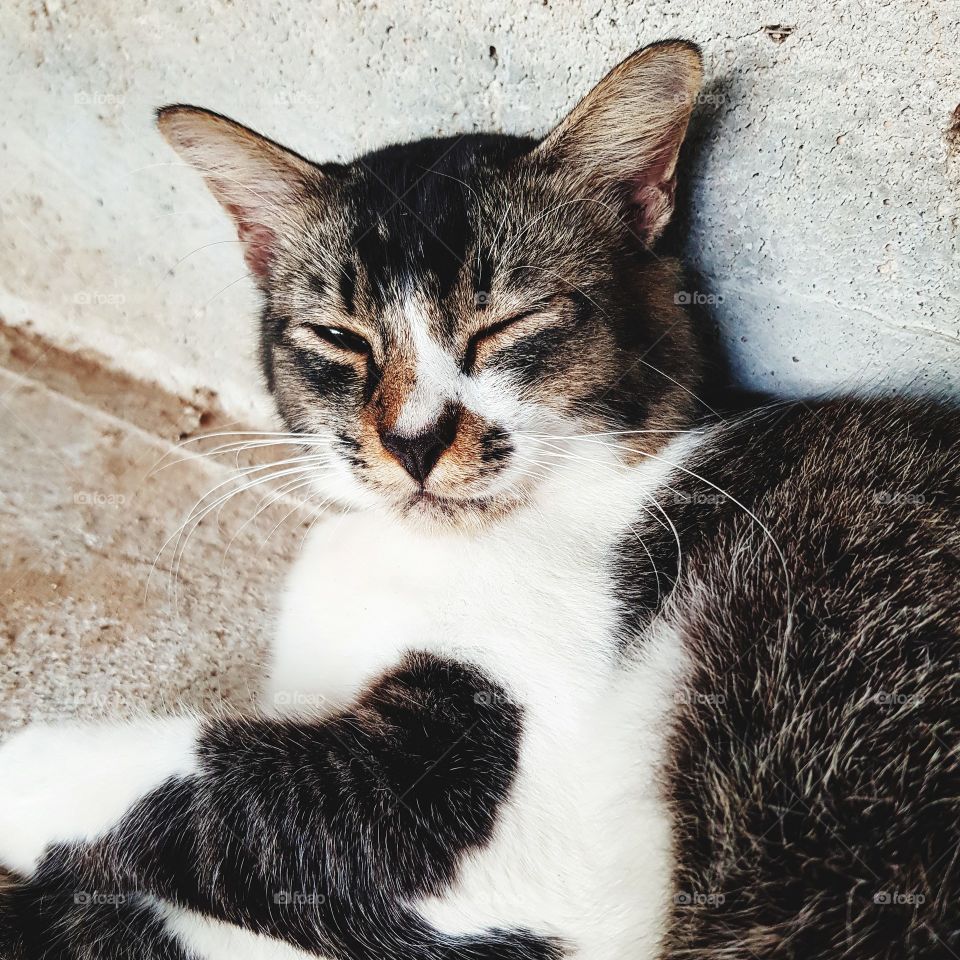 Cute cat lying down on floor