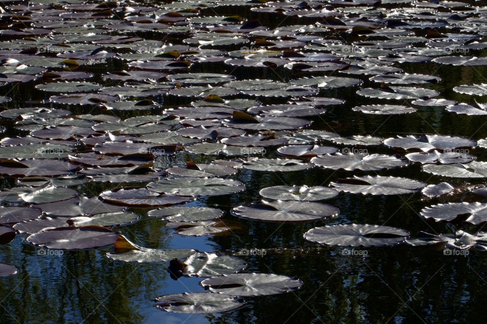 Lily pons in the lake