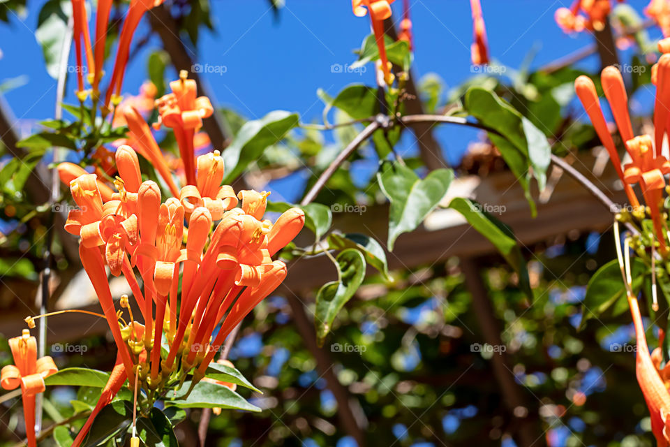 Beautiful orange flowers or Pyrostegia venusta in garden