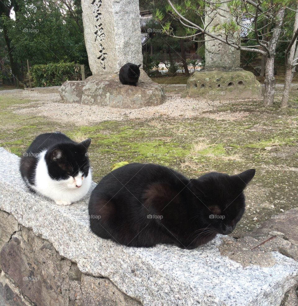 Cats in the temple 
