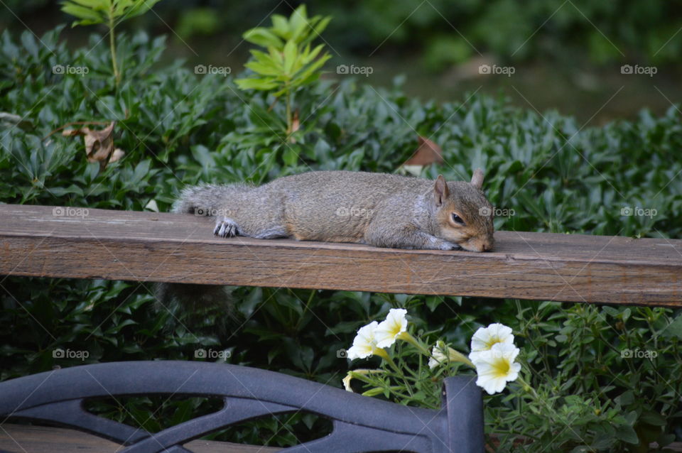 Sprawled Out Sleepy Summertime Squirrel 