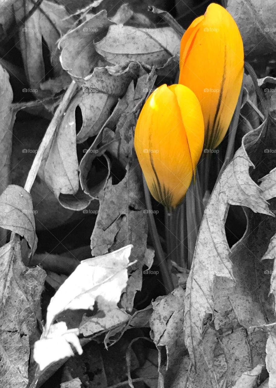 B&W with Yellow crocus pop