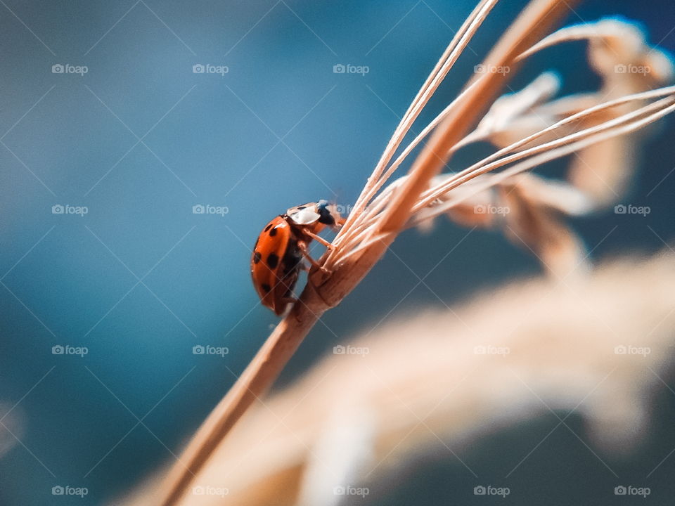 Ladybug on dried flower