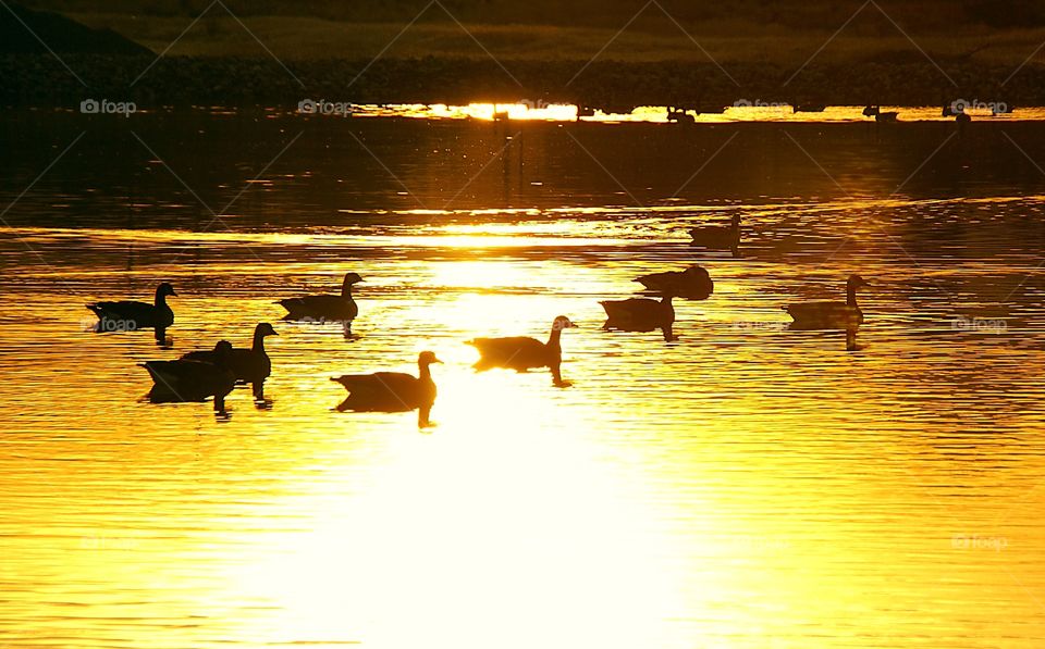 Golden geese