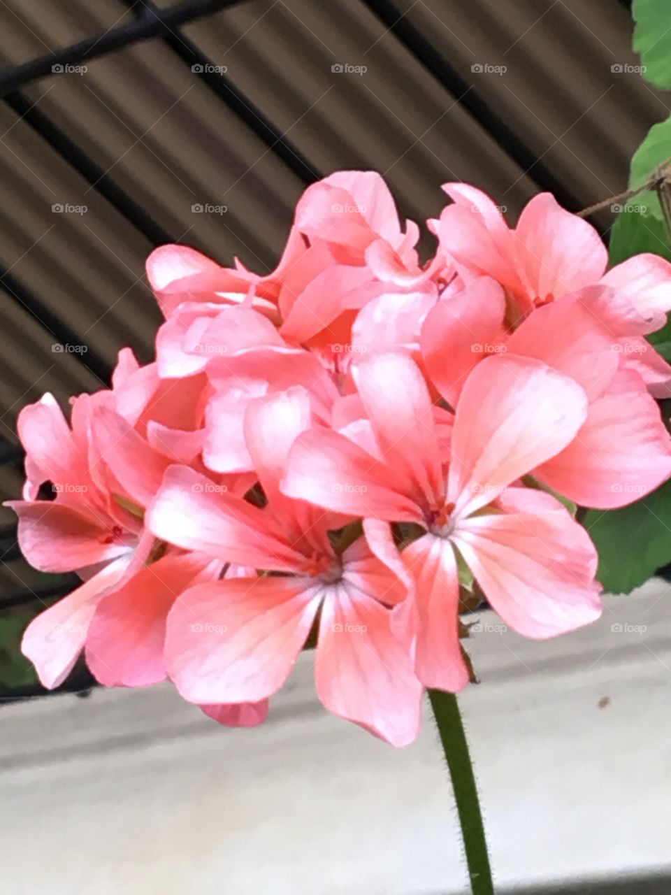 Pink flower 