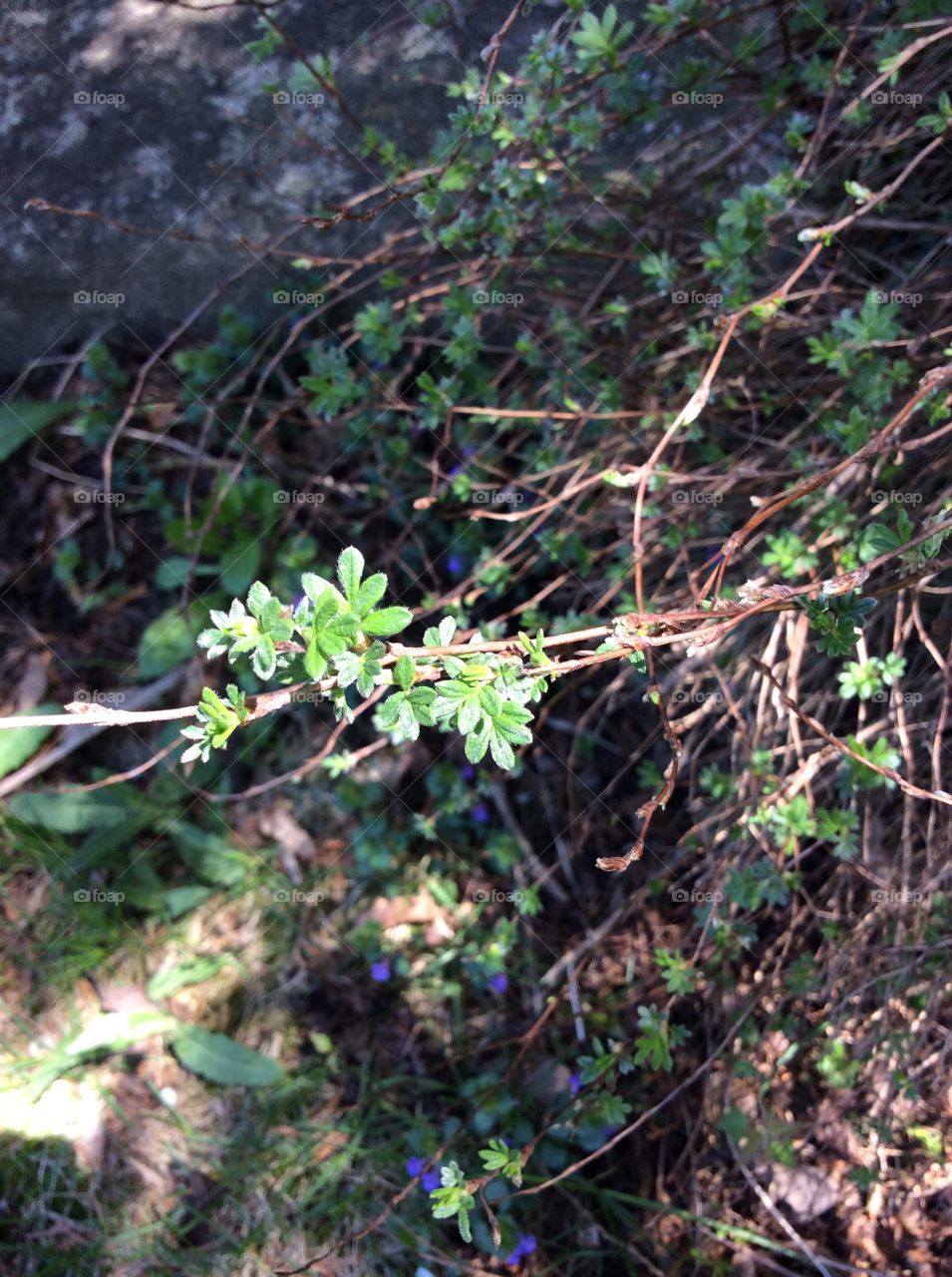 Nature, Flora, Flower, Leaf, Outdoors