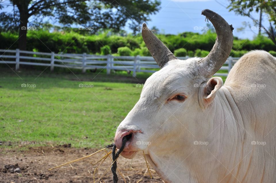 Mammal, Farm, Cattle, Grass, Animal