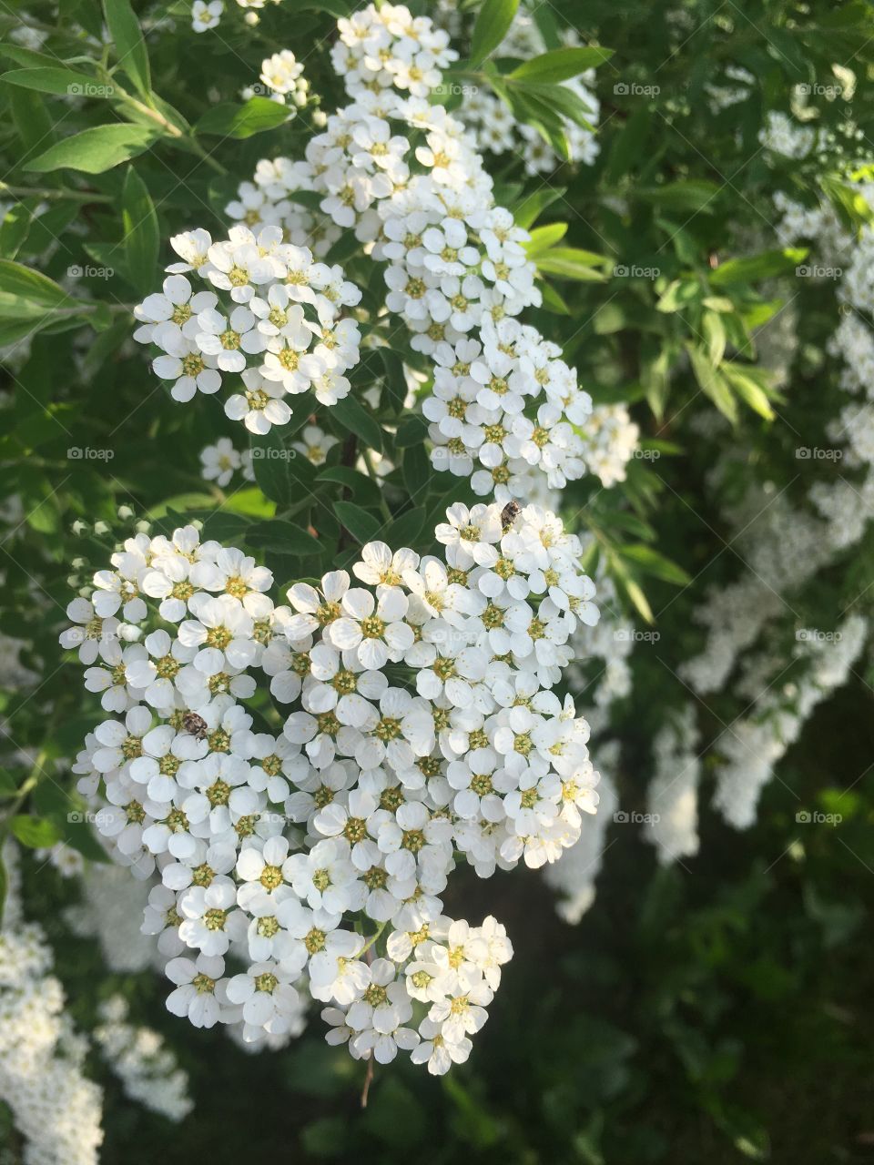 White flowers on the green tree 