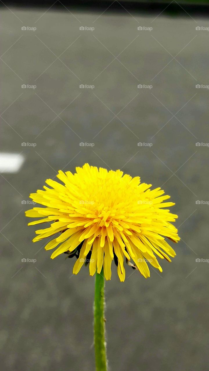 dandelion