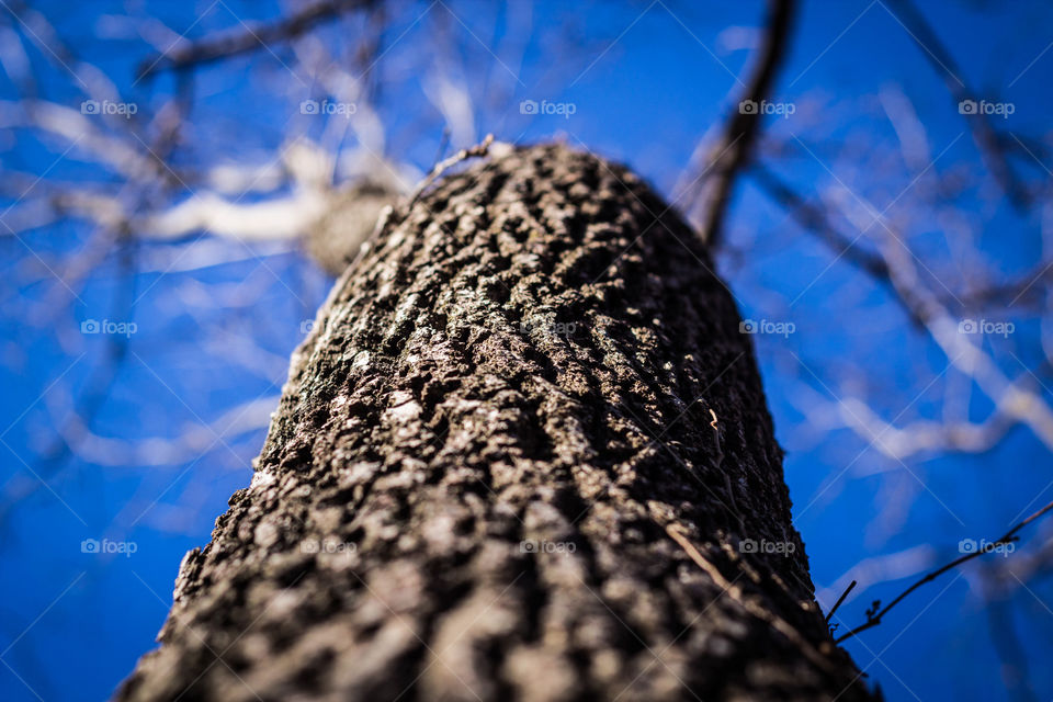 Barking up the right tree