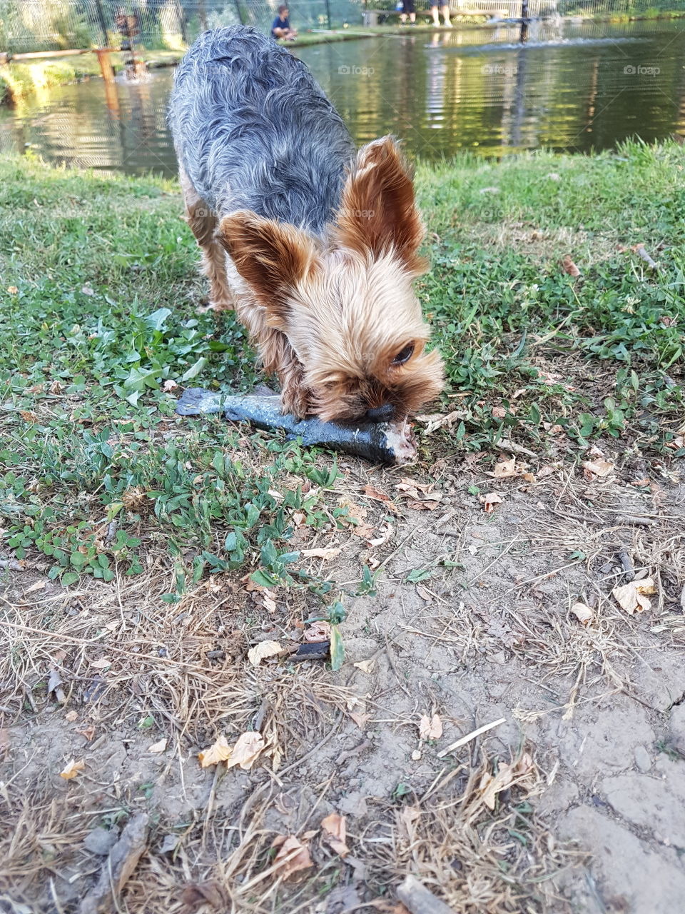 Nature, Grass, Animal, Garden, Dog