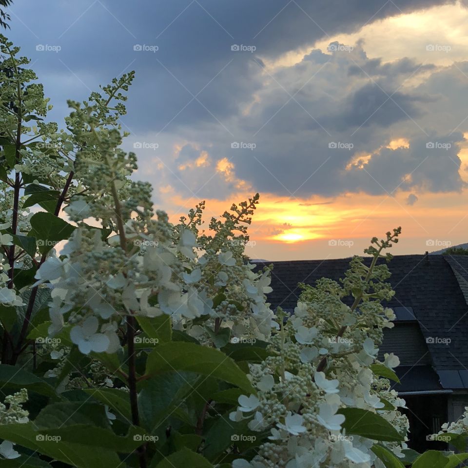 Hydrangeas at sunset