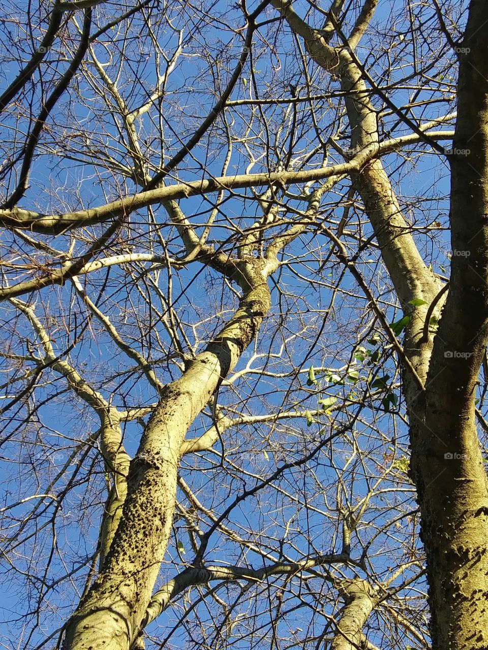 afternoon light on trees